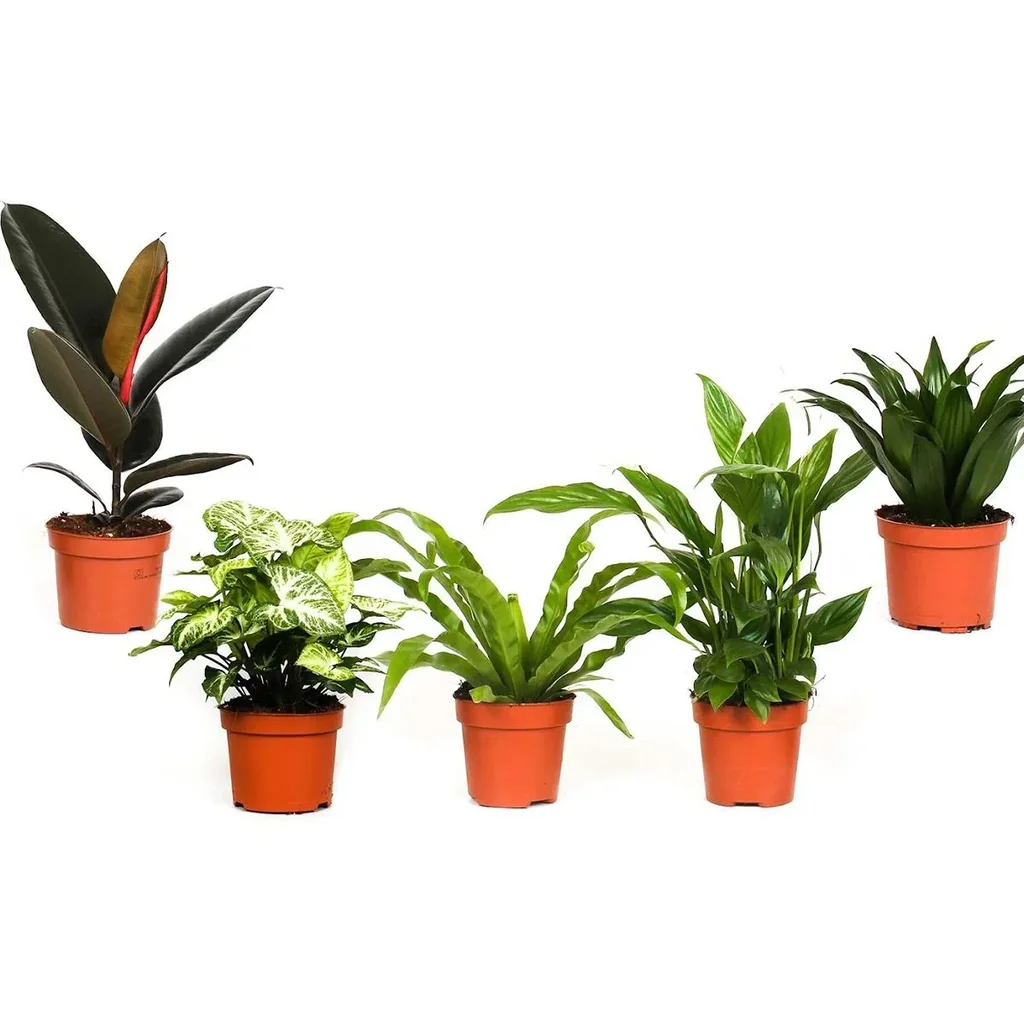 Bloem-up Air-Purifying Houseplants - Mix Set - 25 - 45 cm - 5 pieces