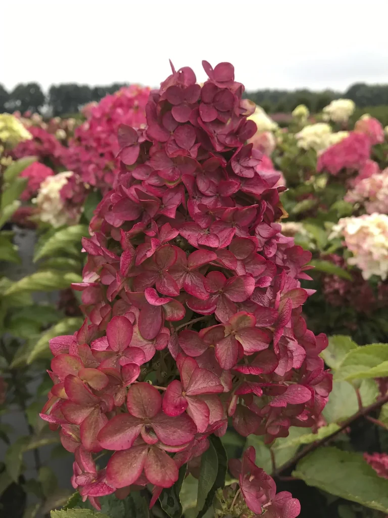 Panicle Hydrangea Fraise Melba - Hydrangea paniculata - 12 L pot 60-80 cm