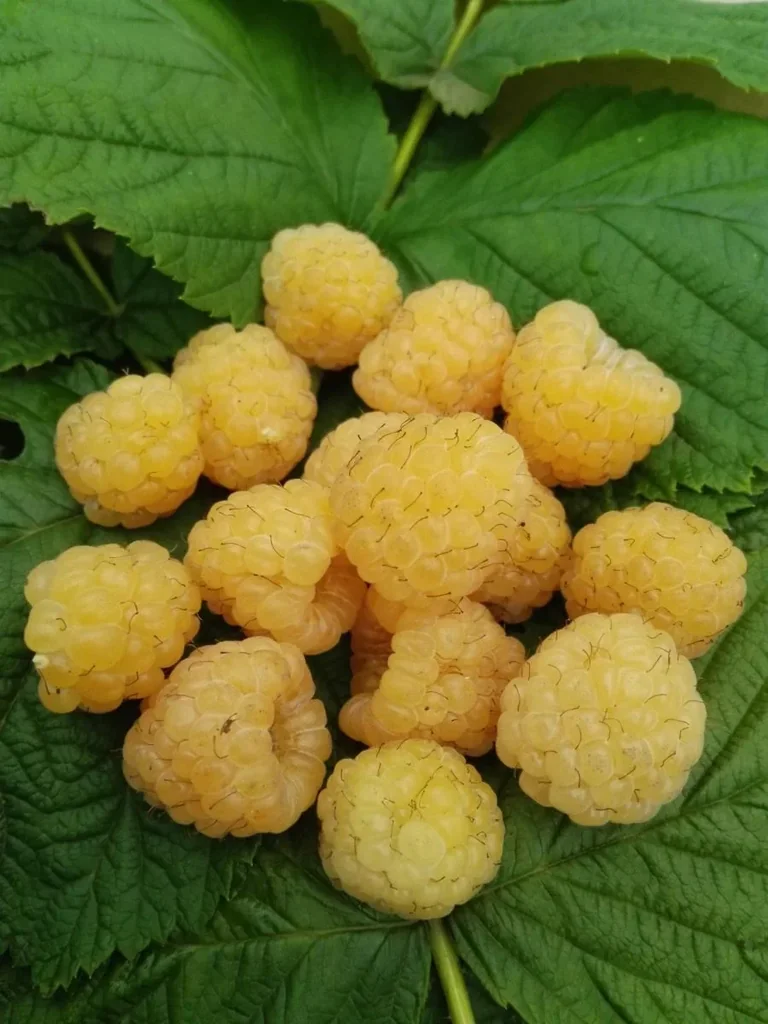 Raspberry "Golden Everrest", 3.5L container