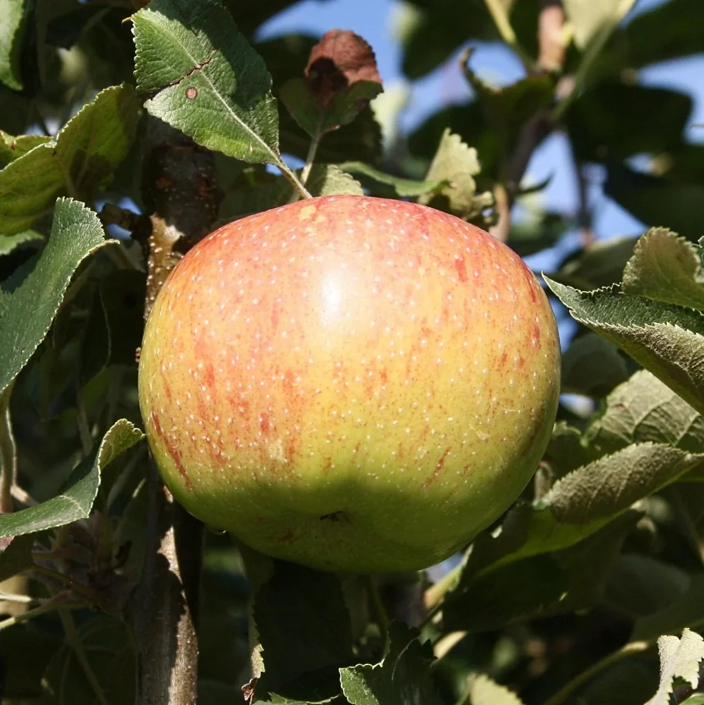 Apple "Jonagold" spindle bush, in a 5L container