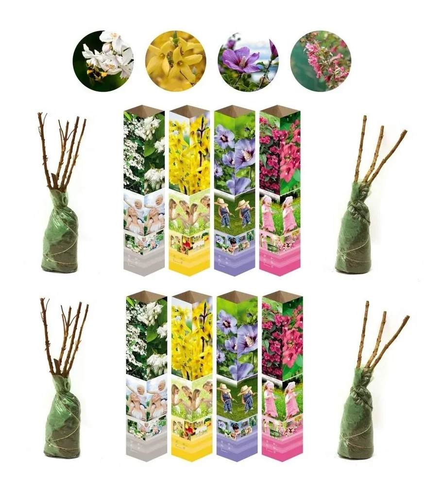 Blooming set of 8 ornamental shrubs 50 - 70 cm