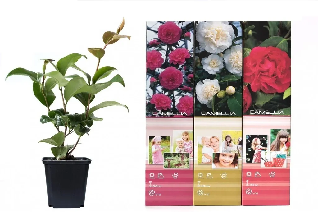 Blooming set of 3 camellias 30-40 cm