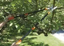 Branch anvil ratchet shears