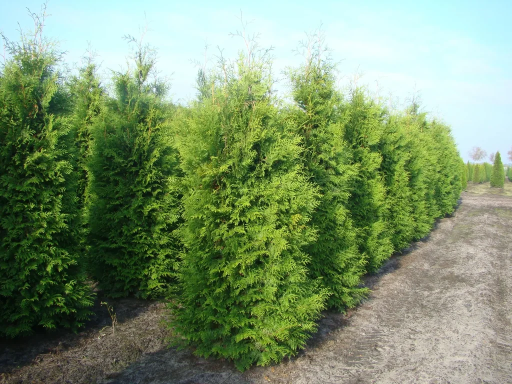 Brabant Tree of Life - Thuja occidentalis - 7.5 L pot 80-100 cm