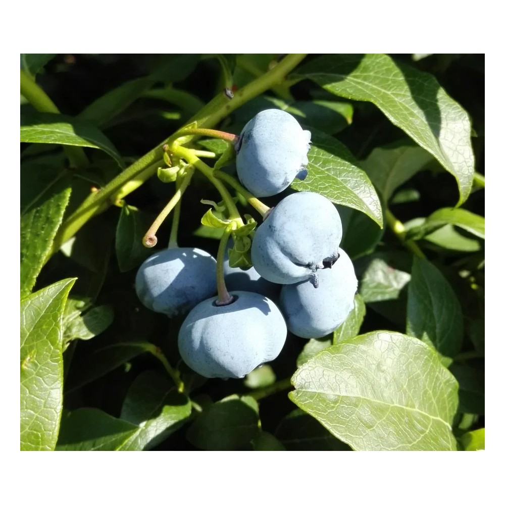 Garden blueberry "Bluecrop", in a 3.5L container