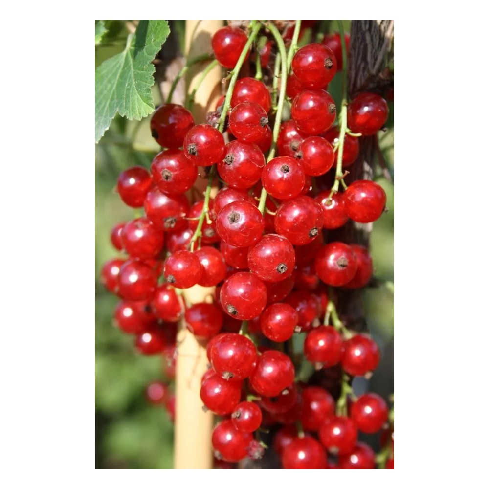 Red currant "Jonkheer v. Tets" foot stem, in 4L container