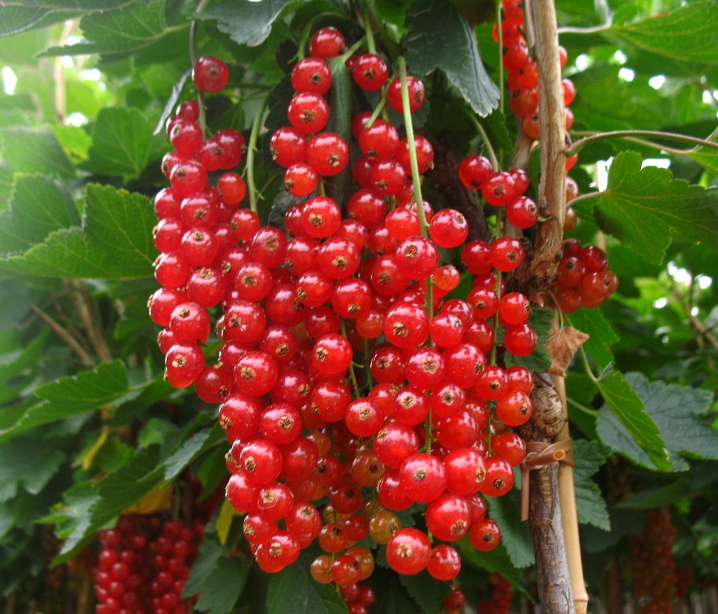 Red currant "Rovada" standard tree, in a 4L container