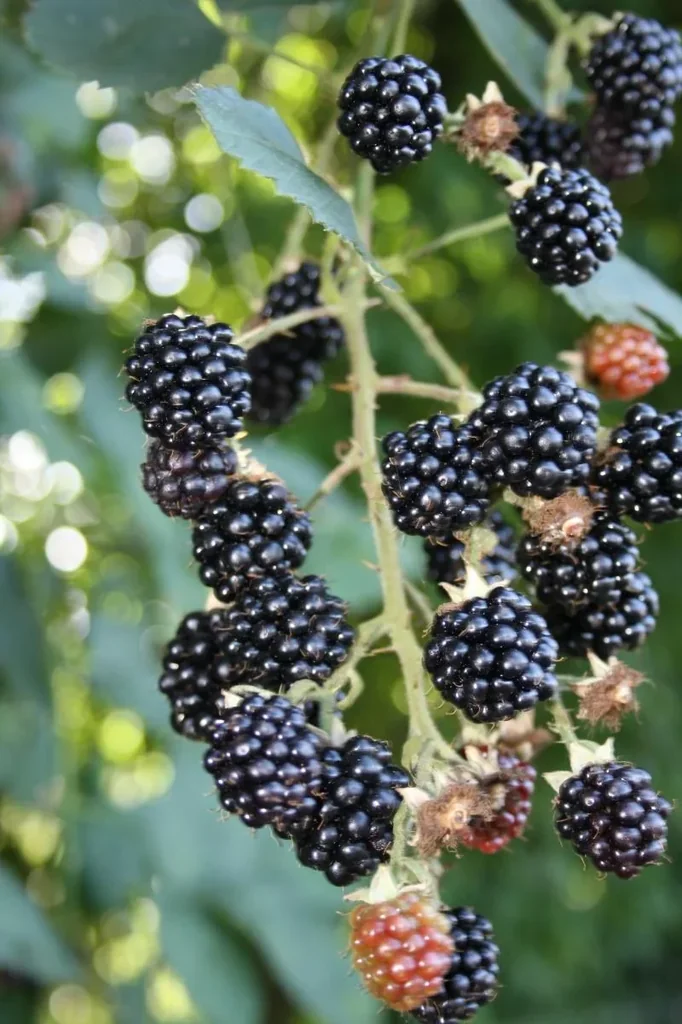 Brombeere "Theodor Reimerrs", 3,5L-Conatiner