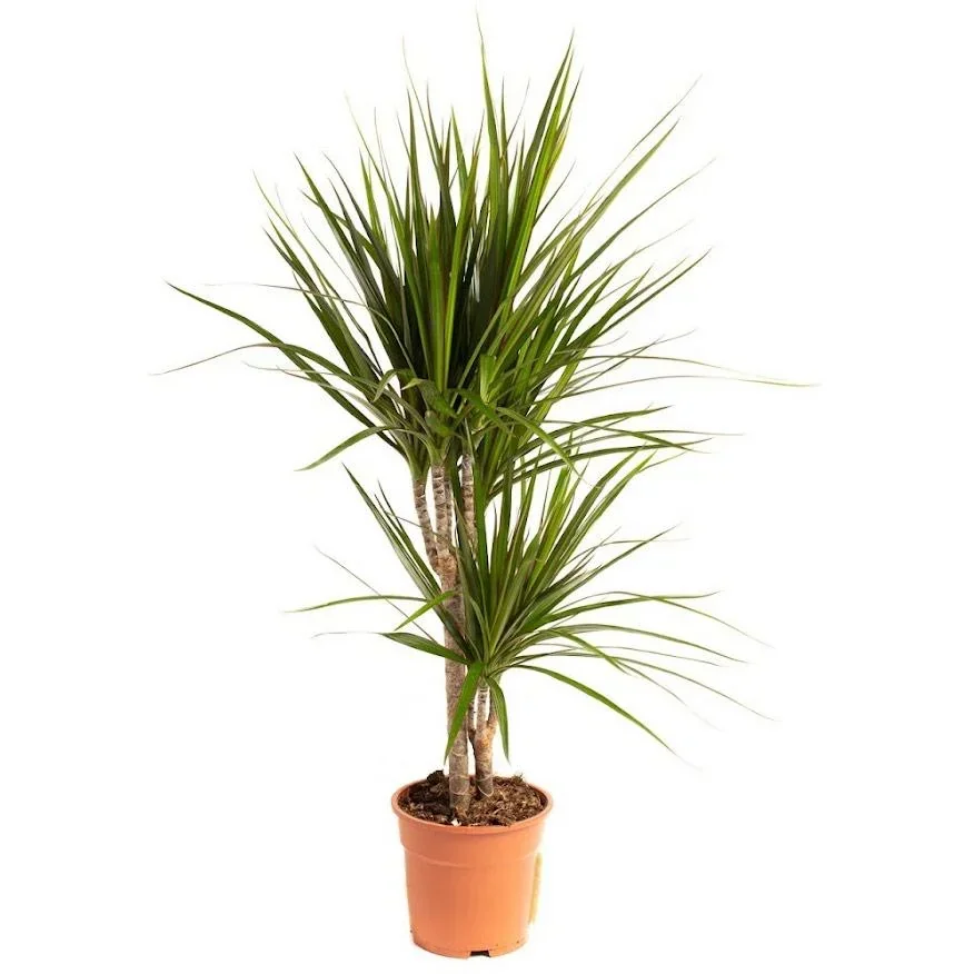 Blooming Dragon Tree - Dracaena Marginata - Large - 75-80cm - 1 piece