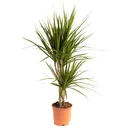 Blooming Dragon Tree - Dracaena Marginata - Large - 75-80cm - 1 piece