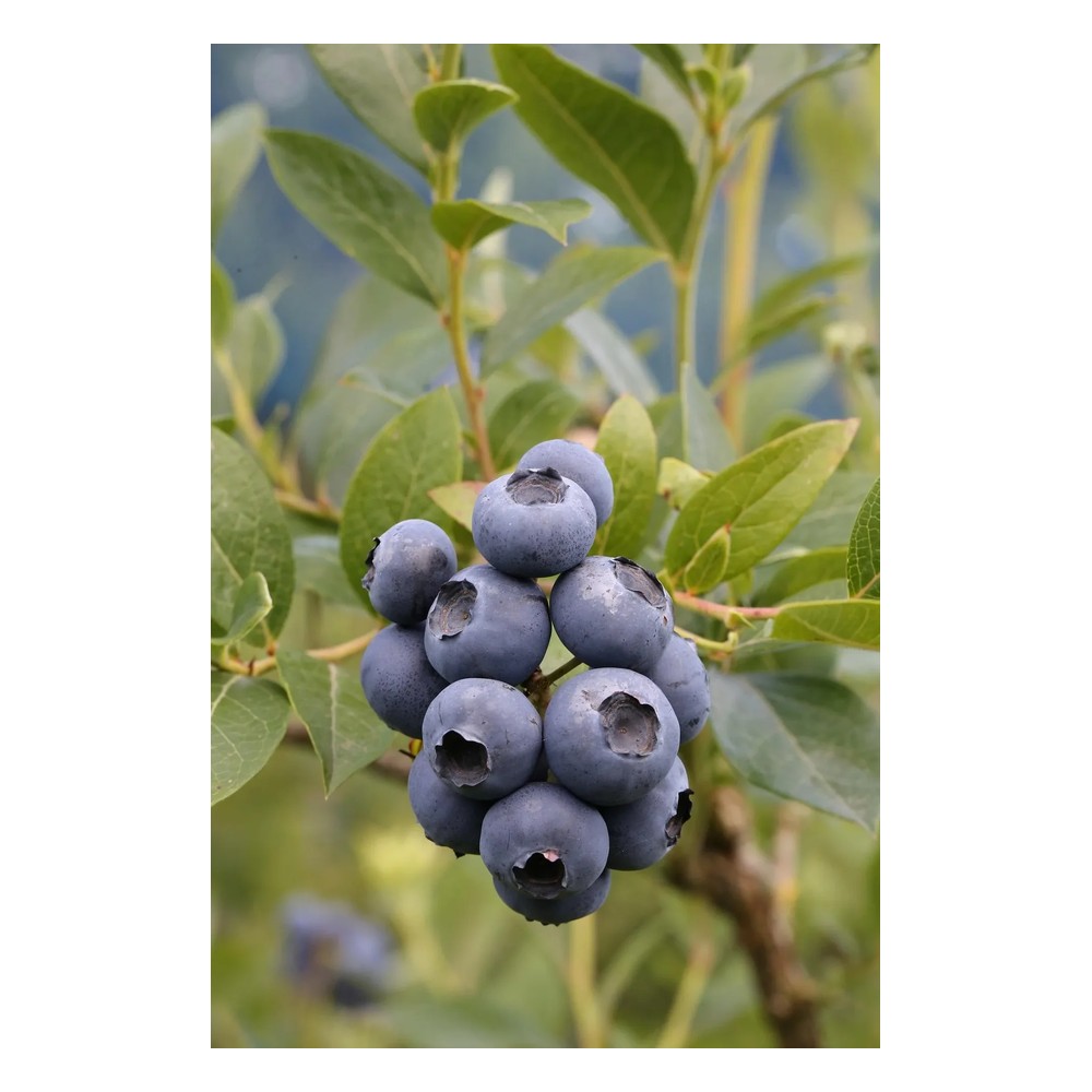 Garden blueberry "Patriot", in a 3.5L container