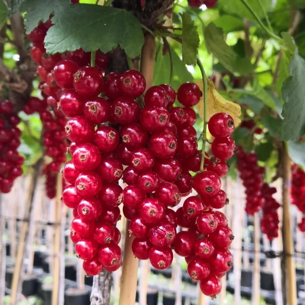 Red currant "Rolan" standard tree, in a 4L container
