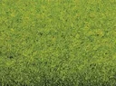 Grass mat spring meadow 200 x 100 cm