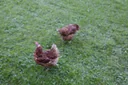 Poultry protection net, 5 x 10 m