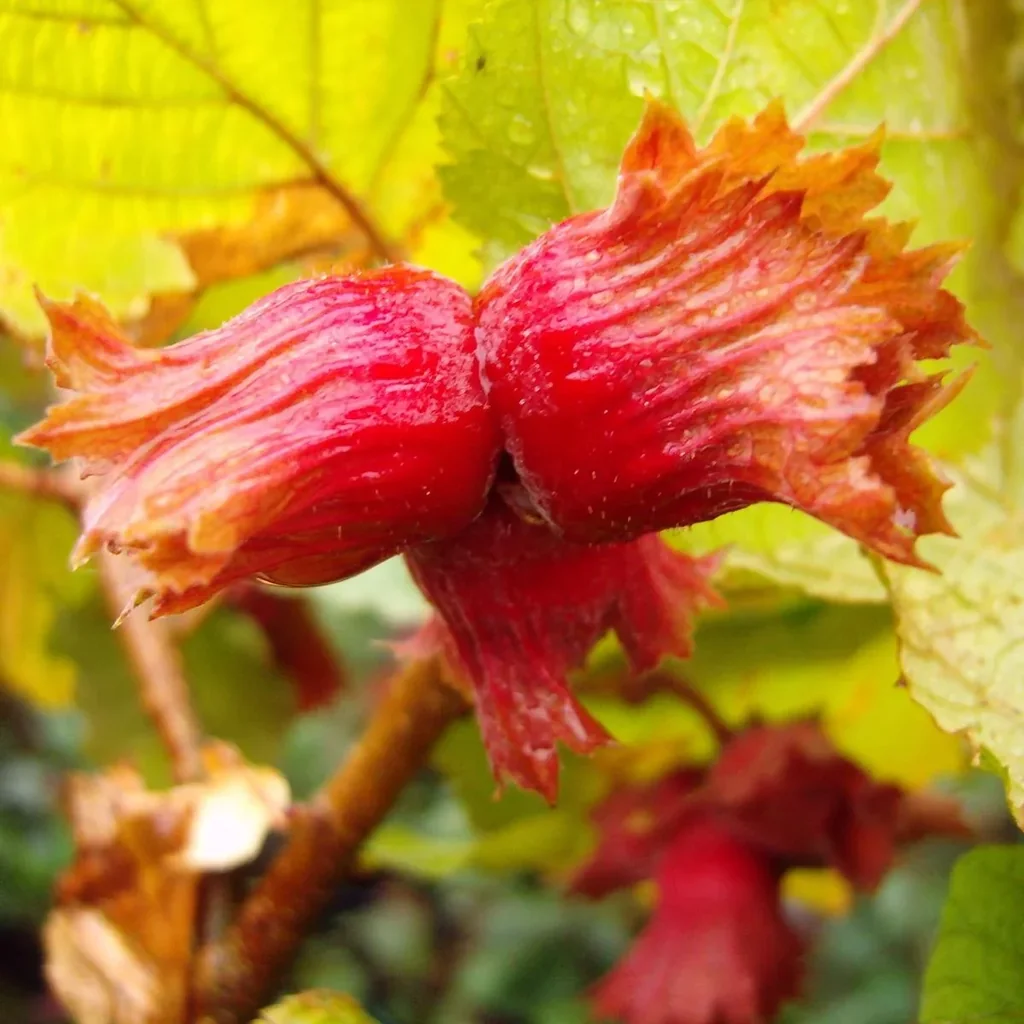 Hazelnut "Red Zellernuss", 7.5L container