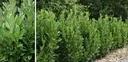 Cherry laurel, Prunus laurocerasus "Green Torch," for a 5-meter hedge, 60-80 cm tall, 7-liter pot, 10 plants per set