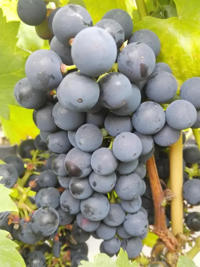 Weinrebe "Regent", 3,5L-Container