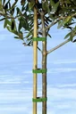 Planting tape 5 m