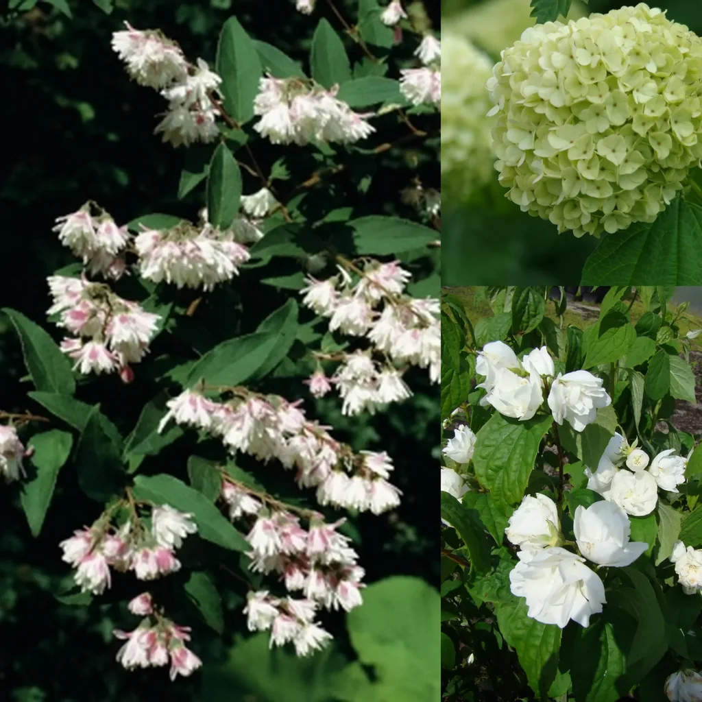 Flowering shrubs, 40-50 cm tall, 4.6 liter pot, set of 3, 1 x double fragrant garden jasmine "Schneesturm", 1 x double star bush "Plena", 1 x double snowball "Roseum"