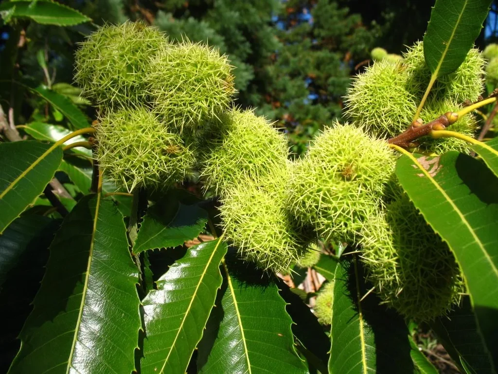 Edible Chestnut "Bournette", 10L container