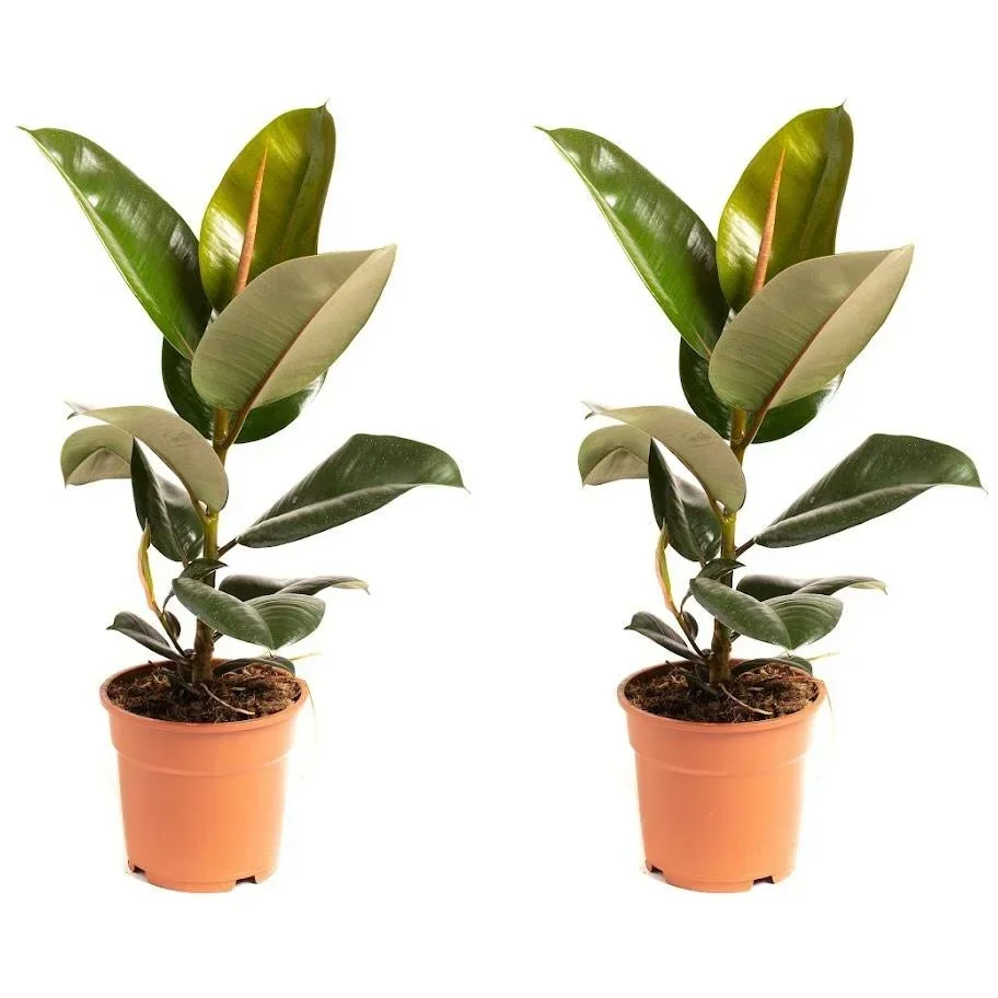 Flowering Rubber Tree - Ficus Elastica Robusta - Large - 50-60cm - 2 Plants