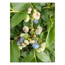 Garden blueberry "Chandler", in a 3.5L container