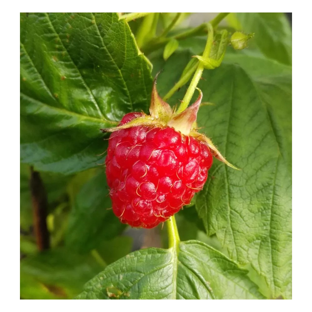 Raspberry "Aroma Queen", 3.5L container