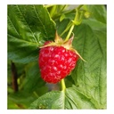 Raspberry "Aroma Queen", 3.5L container
