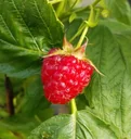 Raspberry "Aroma Queen", 3.5L container