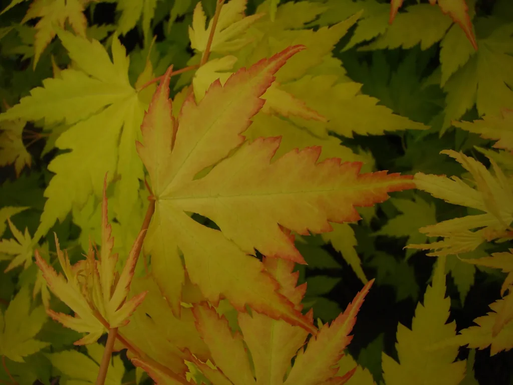 Japanese maple yellow-leaved Orange Dream - Acer palmatum - 4 L pot 40-60 cm
