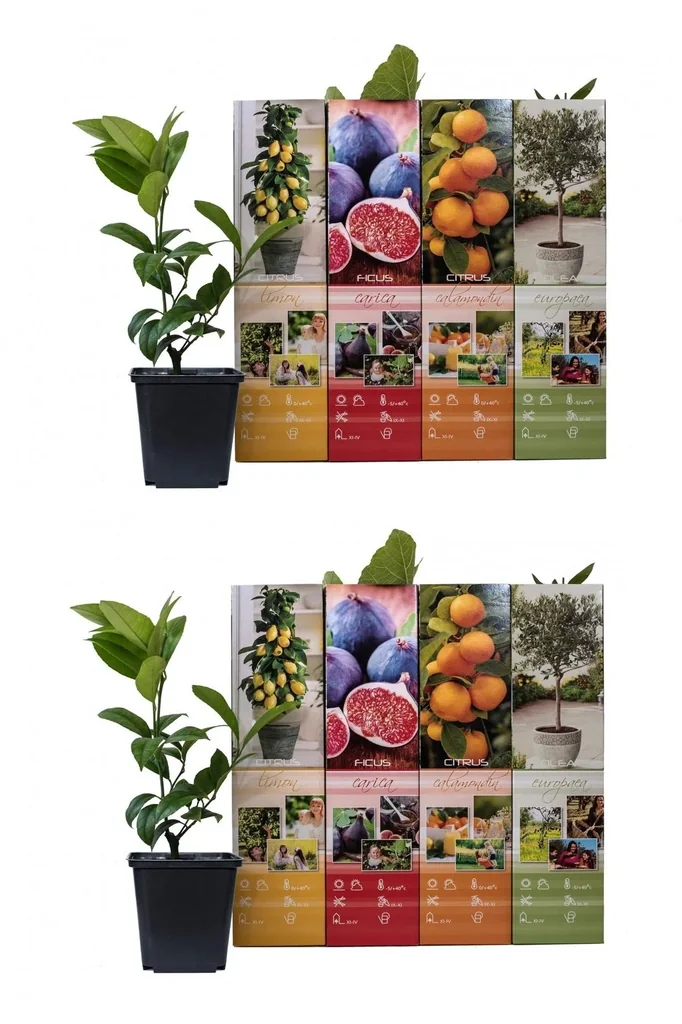 Blooming set of 8 Mediterranean plants 25-40 cm