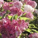 Hydrangea paniculata Vanilla-Fraise - 12 L pot 80-100 cm