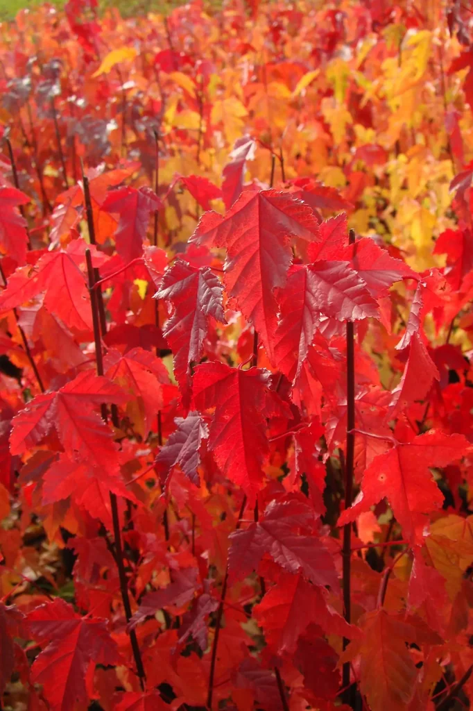 Fire maple "Acer ginnala" - 12 L, 100 cm