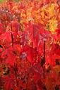 Fire maple "Acer ginnala" - 12 L, 100 cm