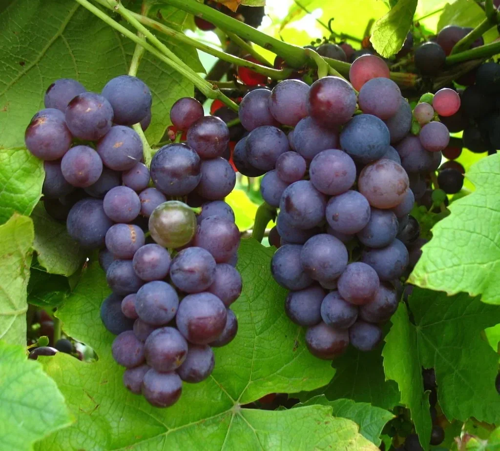 Grapevine "Vanessa", 5L container, large pink berries