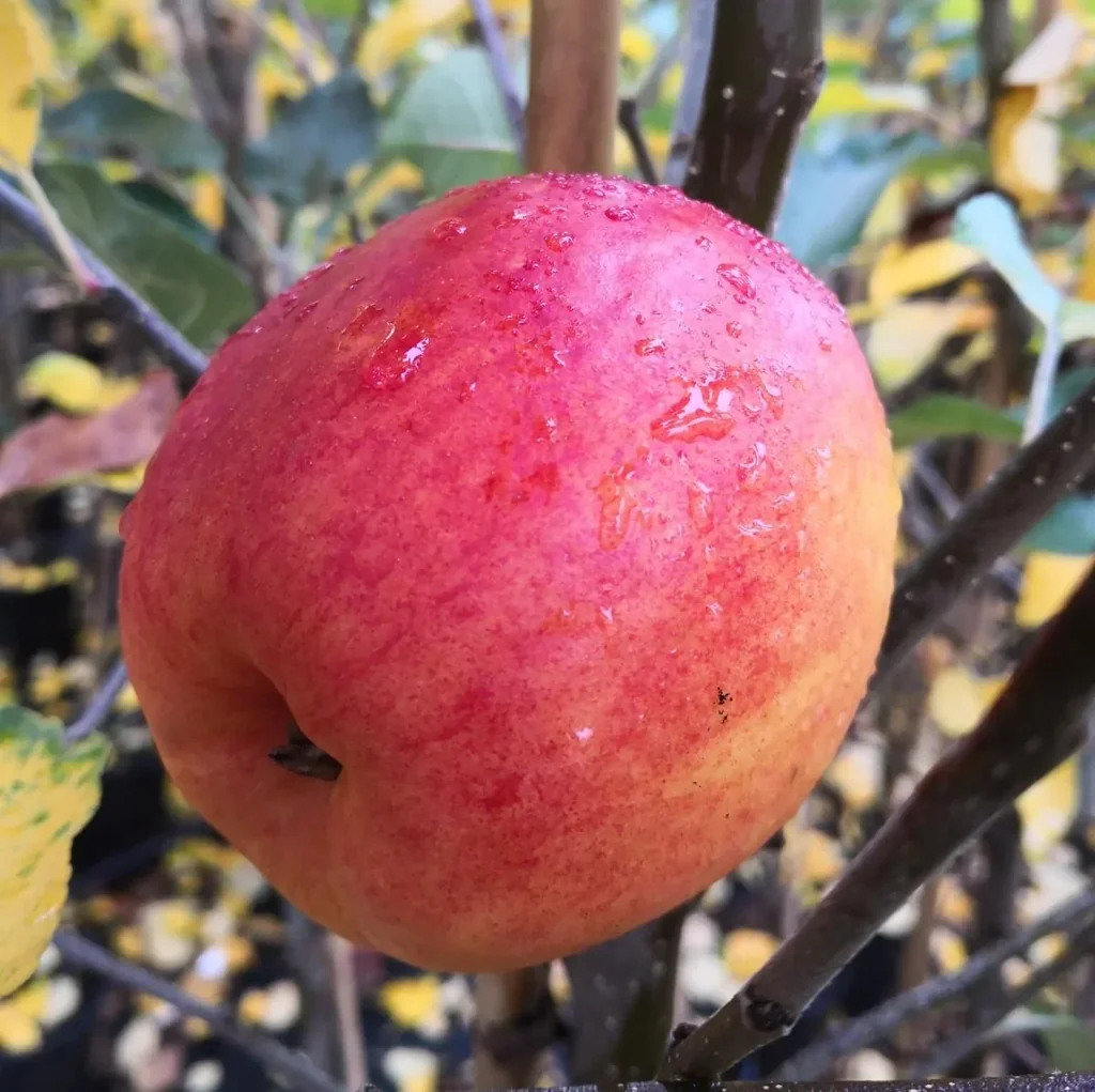Apple "Rebella" bush, in a 10L container