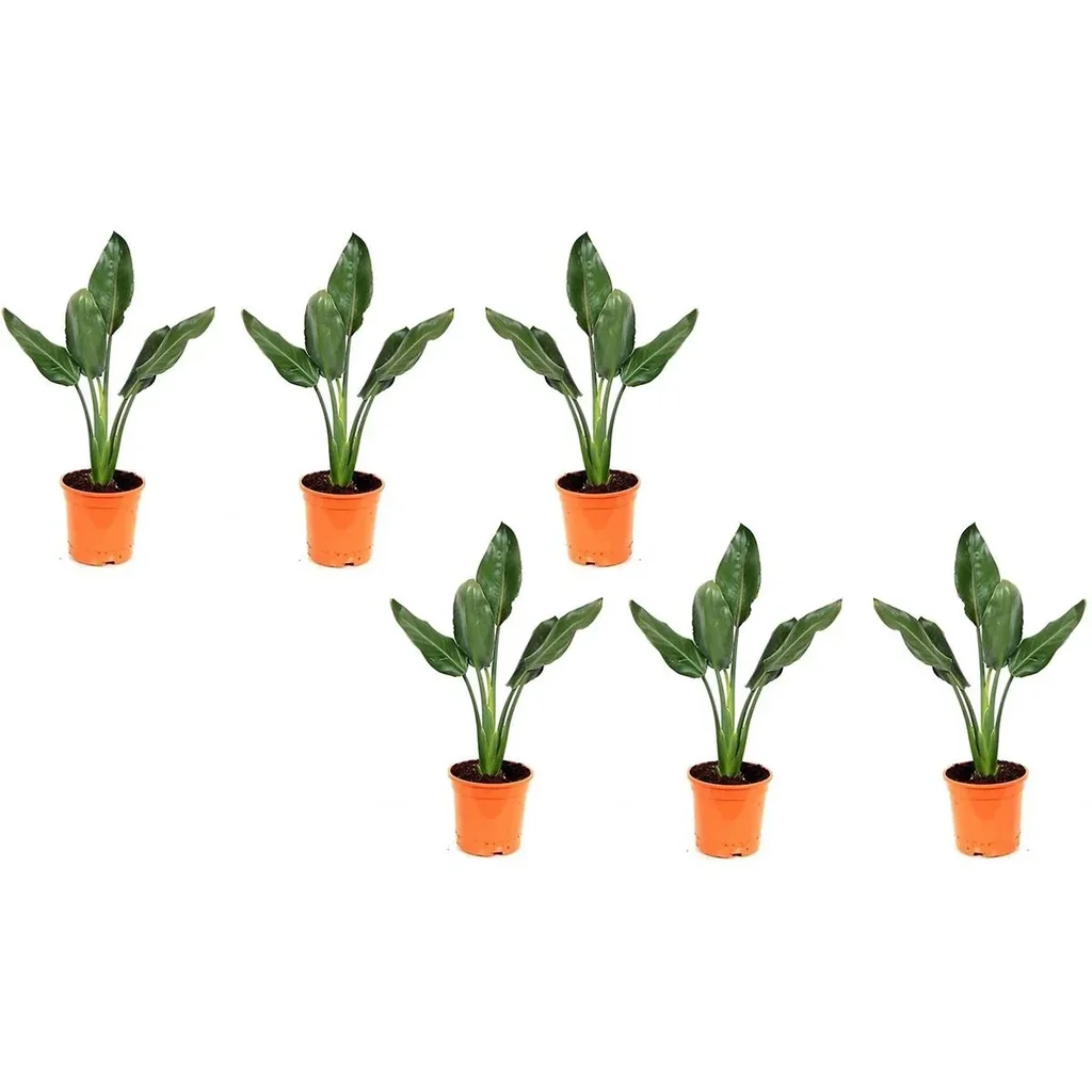 Bloem-up Bird of Paradise Plant - Strelitzia reginae - 6 Plants - 25-38 cm - Indoor and Outdoor