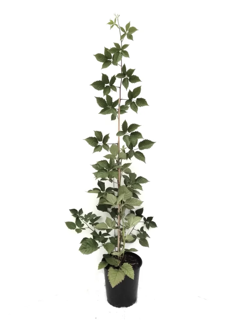 Blackberry "Asterina", 3.5L container
