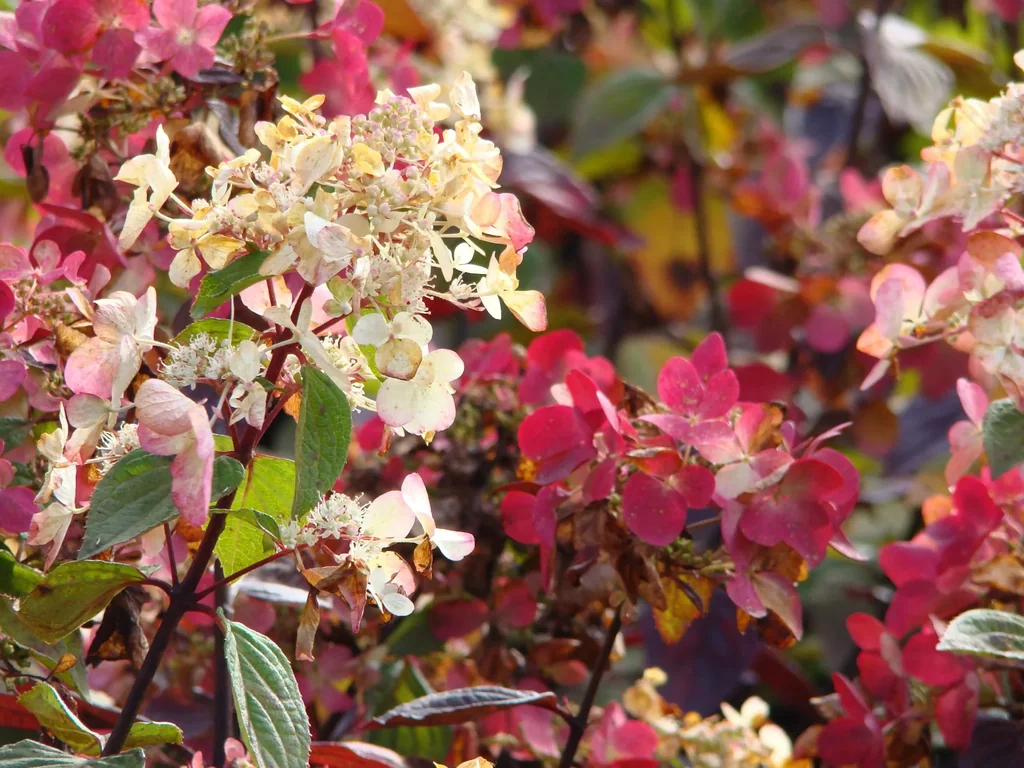 Panicle hydrangea "Pinky Winky", Hydrangea paniculata, 4.6 liter pot, 40-60 cm tall, set of 2