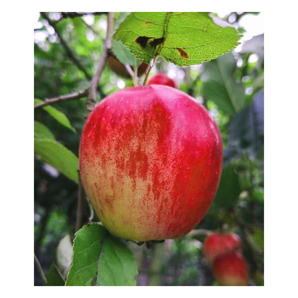 Apple "Red Star Reinette" bush, in a 10L container