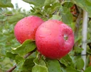 Apple "Idared + Dülmener" 2 varieties on one stem, in a 10L container