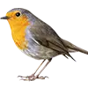 Vogel afbeelding