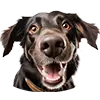 Hond afbeelding