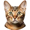 Kat afbeelding
