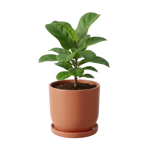 Plant afbeelding