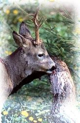 Feeders, Attractants afbeelding