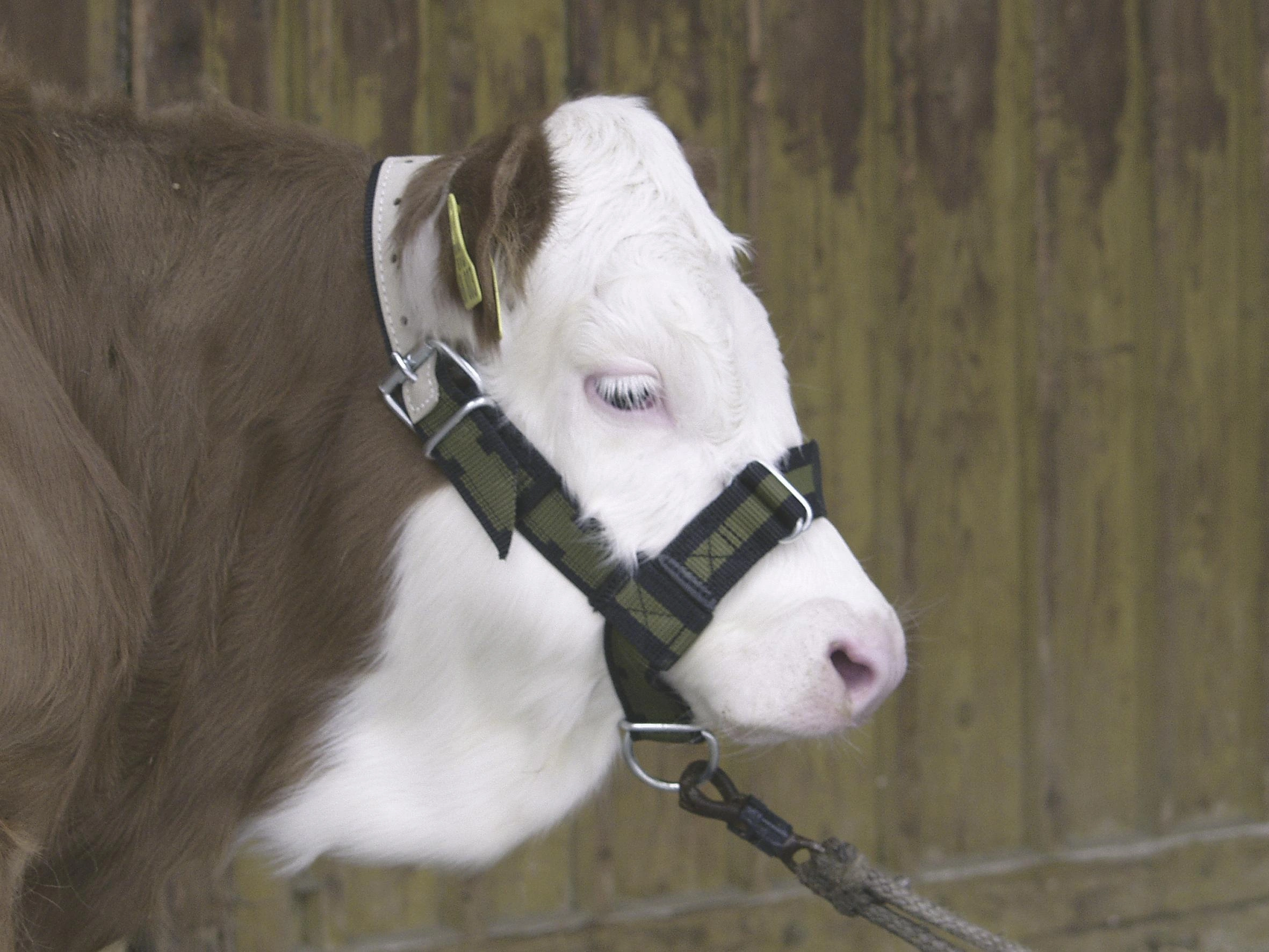 Calf Rearing afbeelding