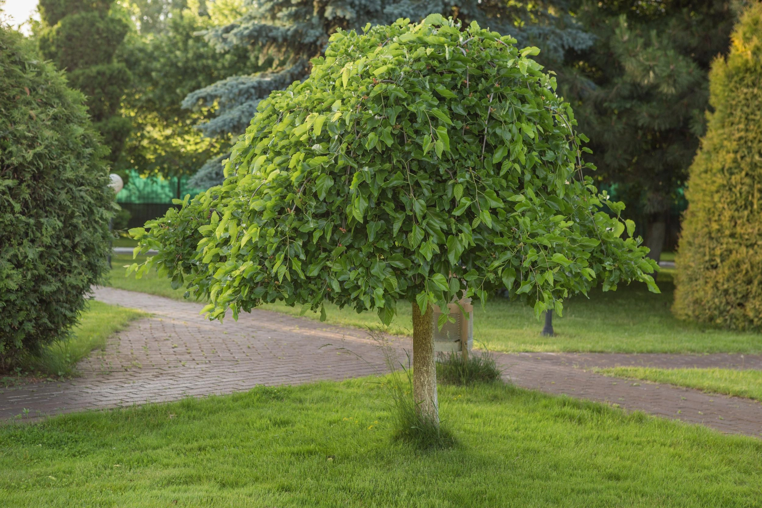 Fruit Trees afbeelding