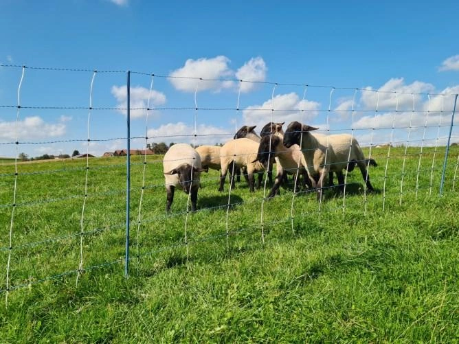 Schapennetten, Steckfix hekken afbeelding