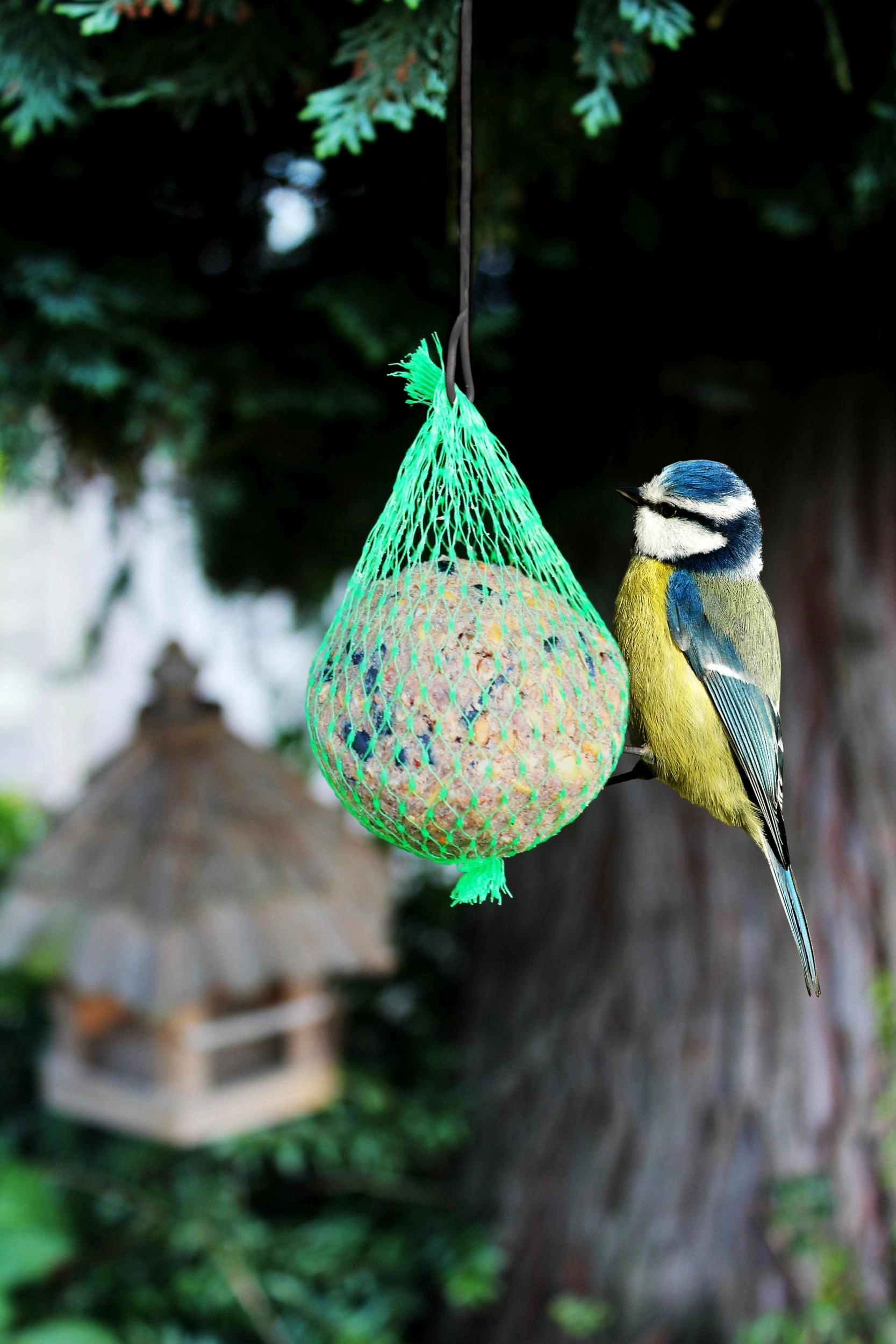 Bird Food, Wildlife Food afbeelding